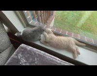 2 cats lick each others faces 