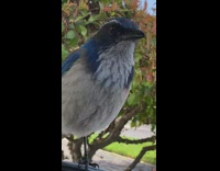 Blue jay bird on side mirror zoom in