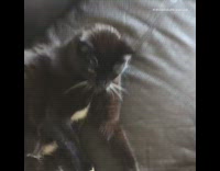 Collab AnimalsDT - Black Couch Cat Swipes At Camera