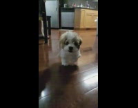 Small brown white dog runs wood floor 