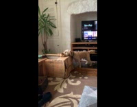 Dog sniffs chick on the cardboard box