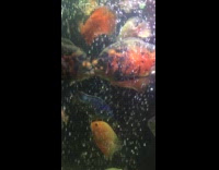 Fish kisses each other inside the aquarium