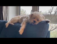 Dog sleep and bark on sofa falls down