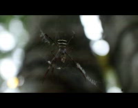 Orb weaver spider throw bug at camera