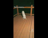 White dog on porch runs down stairs when told to go in 