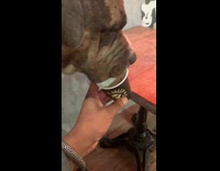 Brown dog licks whipped cream in cup