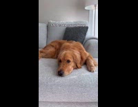 Woman massages dog like making a bread