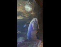 Manatee swims up slowly near the aquarium glass