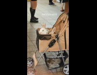 Rabbit and bunnies on stroller subway station