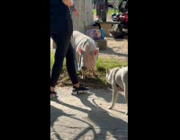 Collab WINY - Pet Pig Smooches Soil by Park Walkway