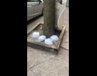 Collab WINY - Three blocks of dry ice beside tree