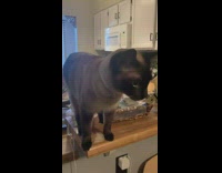 Collab DailyDoseOfInternet - Grey cat on wooden countertop says hey