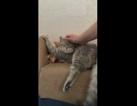 Striped Fluffy Grey Cat Gets Pets on a Bench 