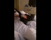 Collab Clips MPUGC - Cat like being spanked on the butt 