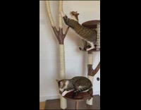 2 brown cats on tree tower 