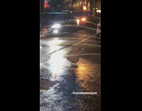White bird bathes in water after sprinkler breaks on the street