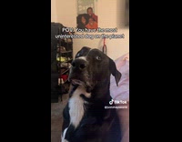 Uninterested dog stare at woman ask questions