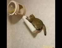 Grey cat wooden house yellow pillow cushion 