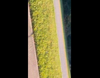 Dog tangles hooman on its leash