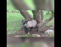 Ram with a half shaved fur scratches on the tree