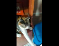 Pet cat lie down on the cabinet and stretches paws