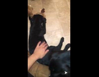 Owner pets her two new black dogs, dog chewing on doggie toy