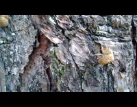 Empty brown bug shells on tree trunk 