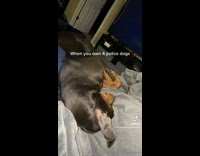 Collab BitchMP - Police dog only wakes up to drug words