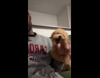 Man yell at poodle dog to stop