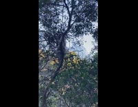 Wild Koala on the tree branch growls at the forest