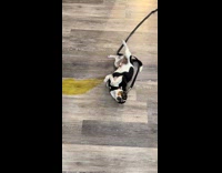 Dog pees on floor sideways