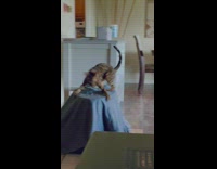 Brown cat pounces and attacks small table