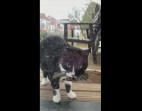 Kitty cat brings dead bird 