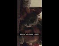 Grey cat hits claws face guy bed