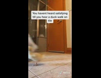 Yellow baby duck follows grey shorts guy 