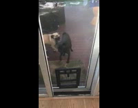 Dog teaches pug to use doggy door 