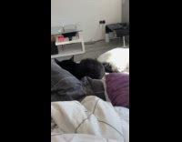 Cat lies down on bed under sunlight