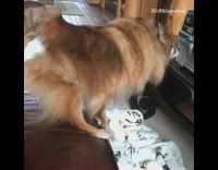 Brown pomeranian dog stands edge of couch