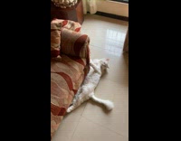 Collab PubityPets - Man Scolds White Cat Besides Sofa then Pets it