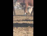 Orange kitten walks through herd of cows 
part 2