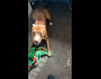 Guy yells at dog and it stops barking 