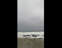 Cloudy beach with photos of wildlife 