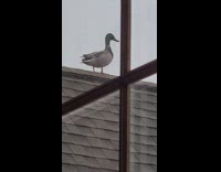 Duck stand on house roof fly away