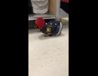 Little dog with jacket on falls over 