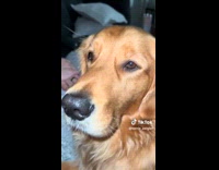 Collab Clips MPUGC - Dog eating pretzel gently