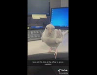 Girl hangs out with white bird in office 