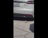 Bird bump car rear see own reflection