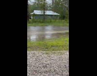 Frogs loud noise at backyard flood water