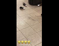 Yellow sign fake rats wearing face masks 