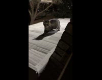 Woman worried about cat on roof 